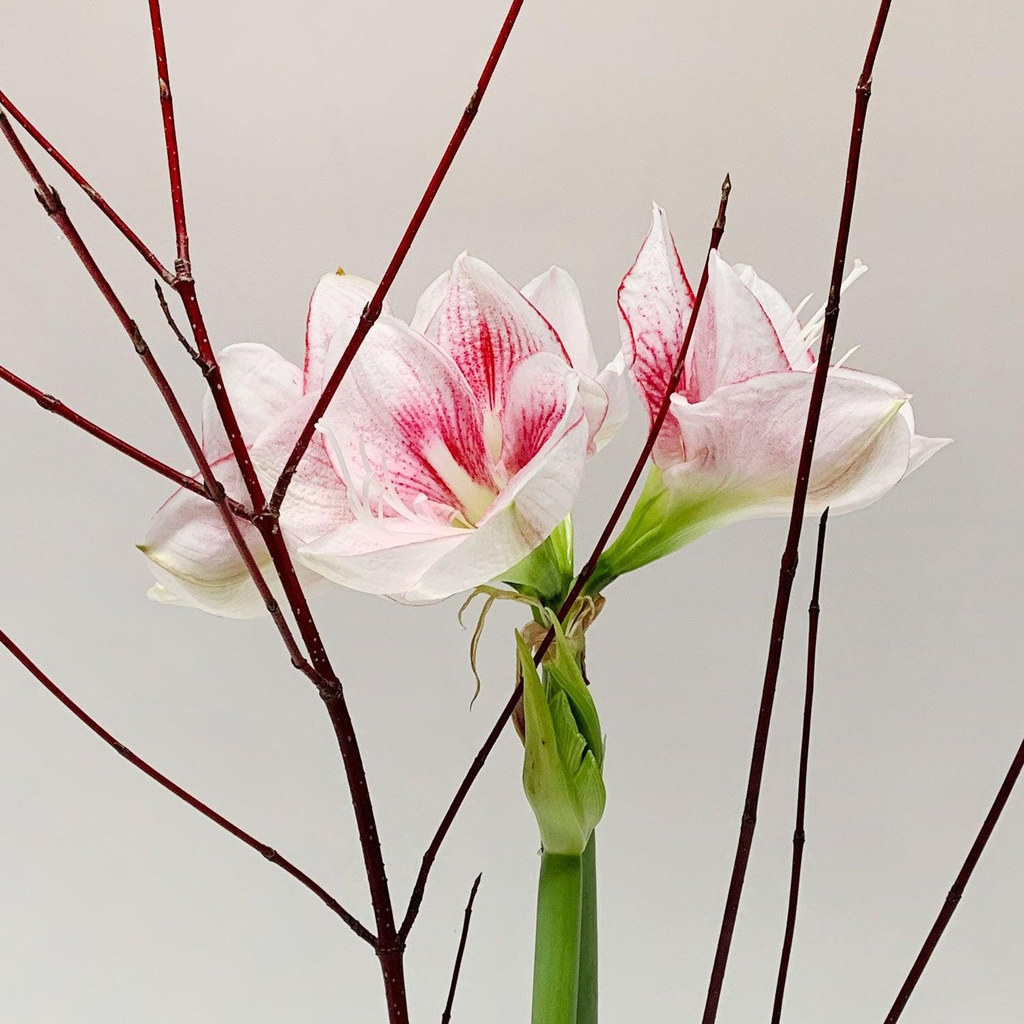 A potted amaryllis flower with long, slender red branches extending outward, set against a neutral background. Order online for flowers from the best florist in Toronto near you.