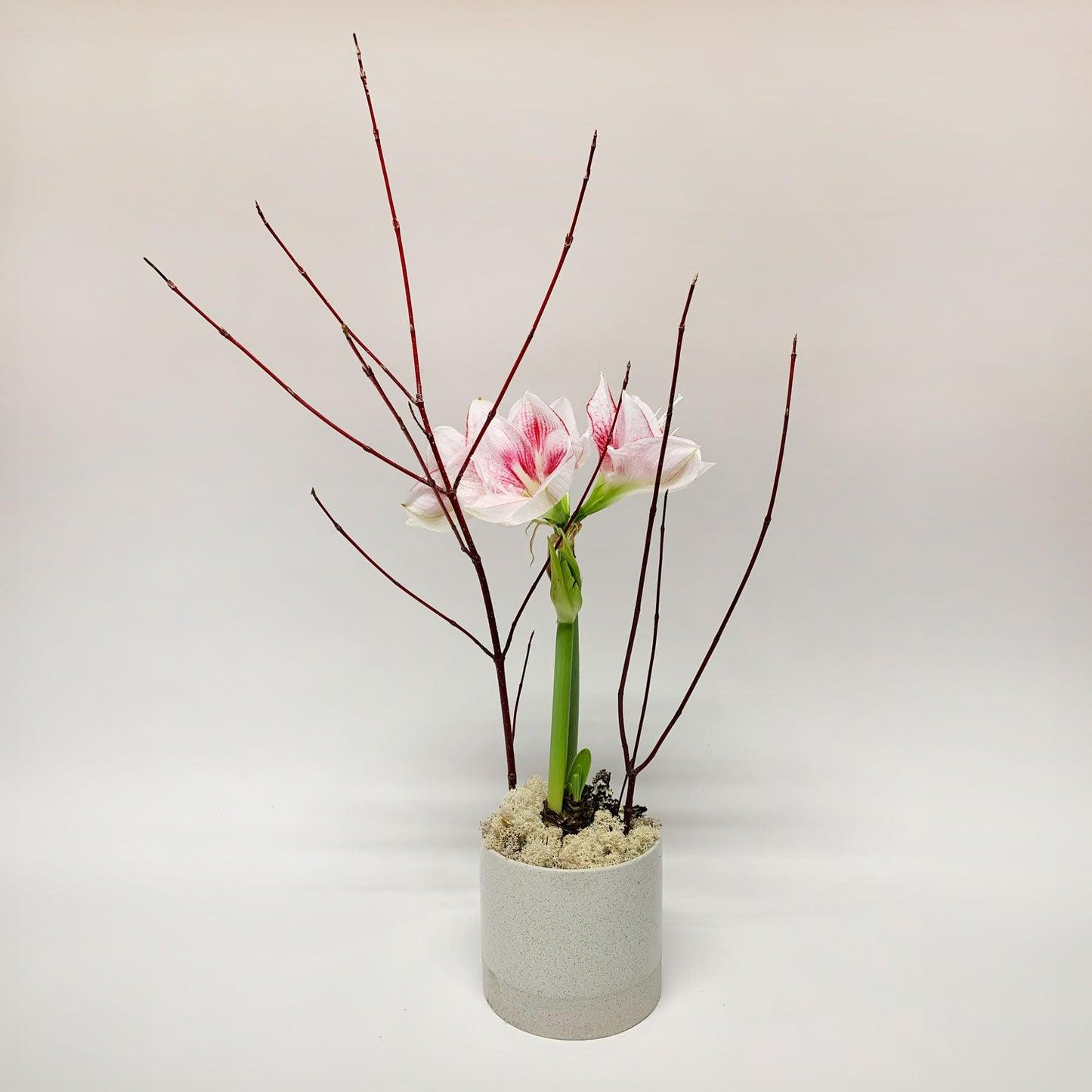 A potted amaryllis flower with long, slender red branches extending outward, set against a neutral background. Order online for flowers from the best florist in Toronto near you.