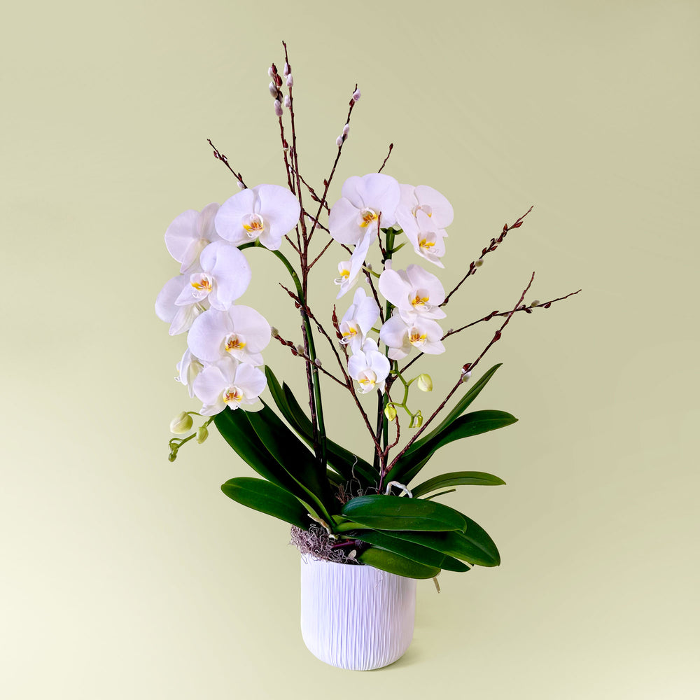 
                      
                        Potted Orchids
                      
                    