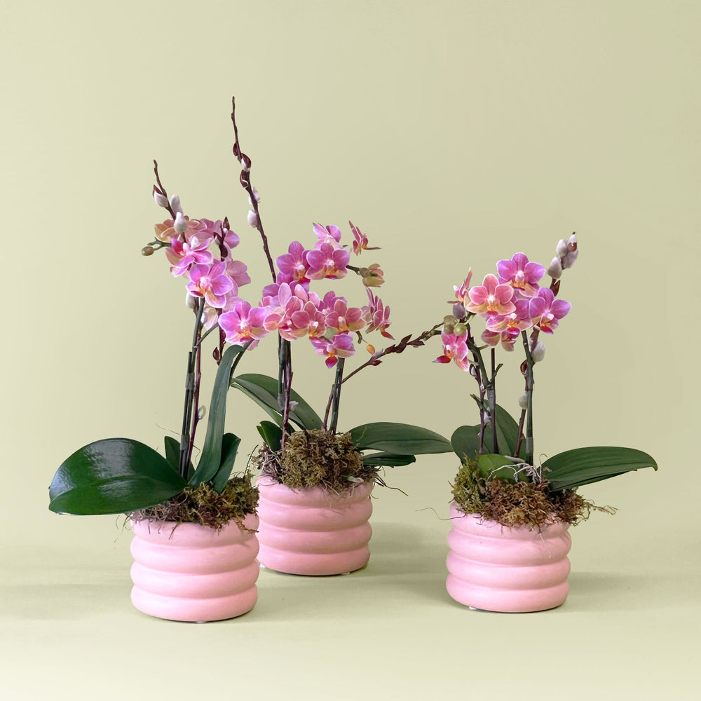 
                      
                        Potted Orchids
                      
                    