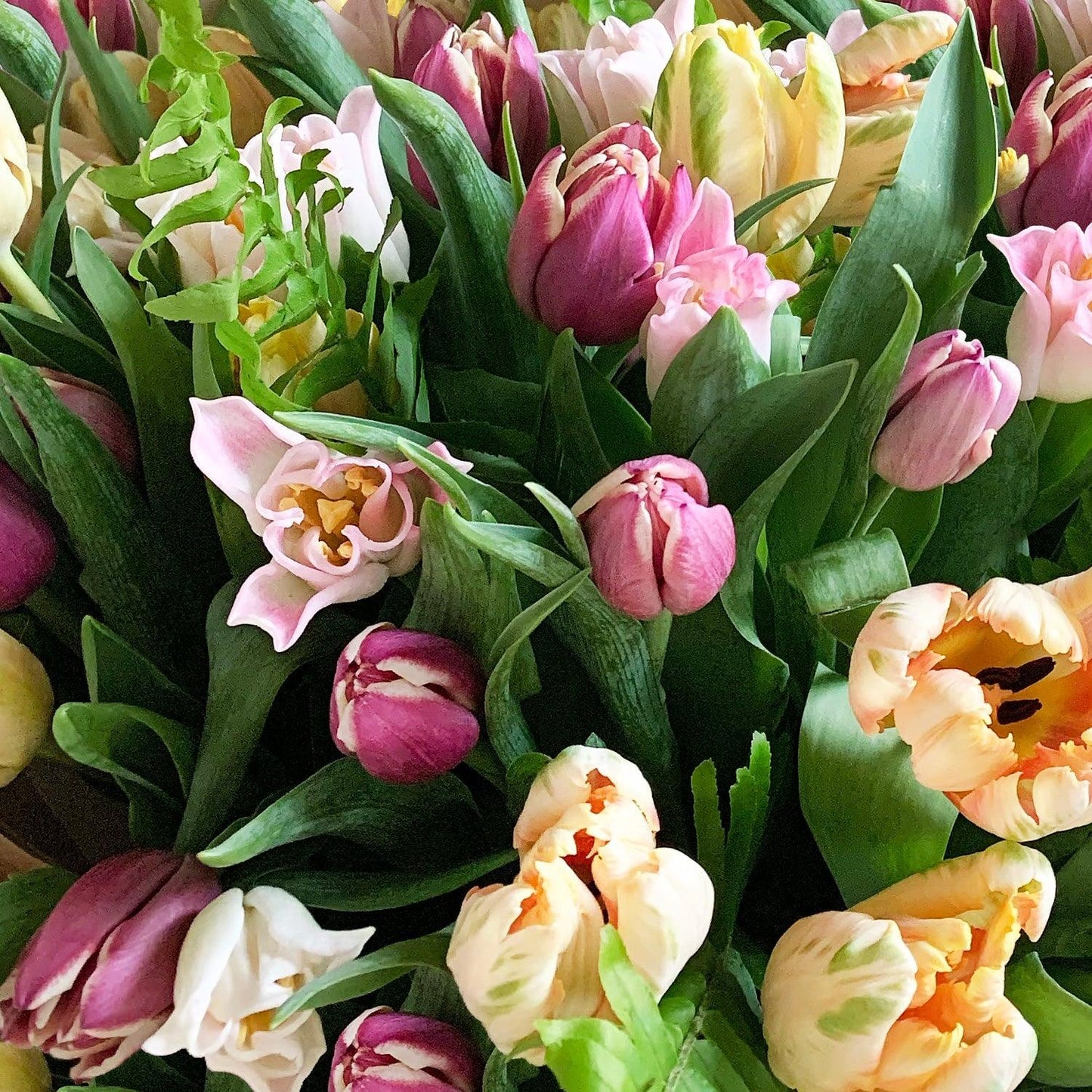 Wonderblooms monthly flower subscription from Quince Flowers, Toronto Florist and flower delivery. Order online for flower & plant subscriptions from the best florist in Toronto near you.