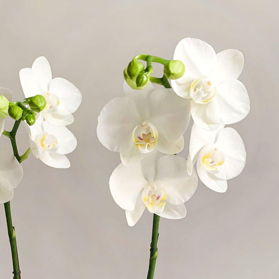 A close-up image of white orchid flowers with green buds and stems against a light grey background. Order online for flowers from the best florist in Toronto near you.