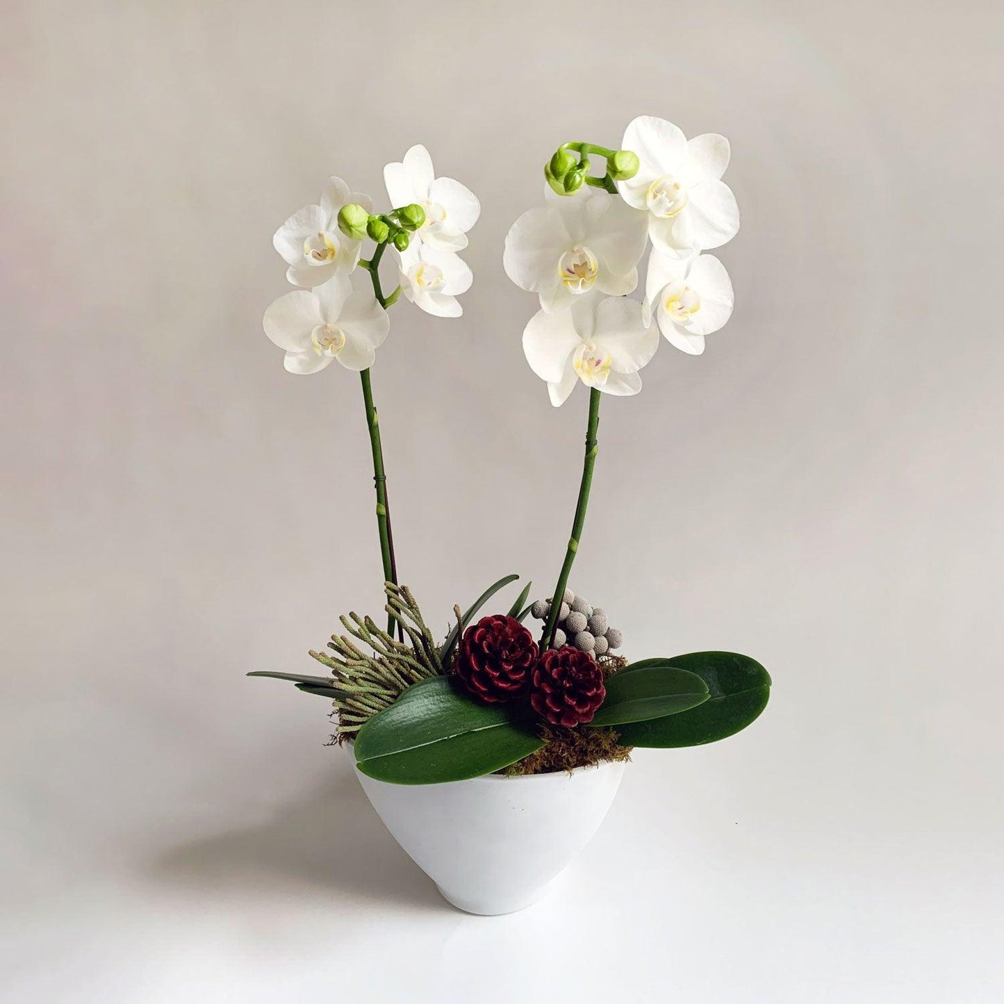image of white orchid flowers with green buds and stems against a light grey background. Order online for flowers from the best florist in Toronto near you.