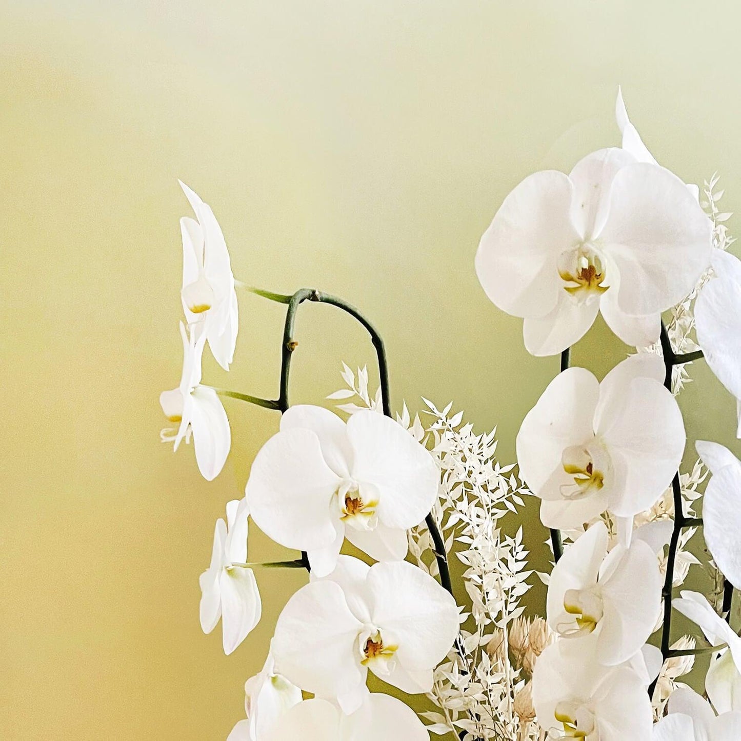 A beautiful tribute arrangement of white orchids in a white pot against a soft green background. Order online for sympathy & event flowers from the best florist in Toronto near you.