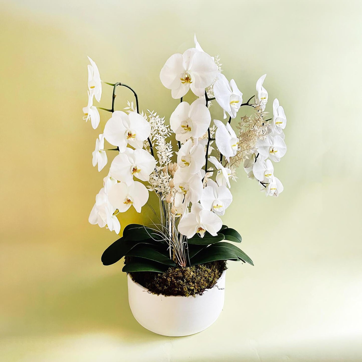 A beautiful tribute arrangement of white orchids in a white pot against a soft green background. Order online for sympathy & event flowers from the best florist in Toronto near you.